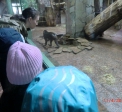 Поездка в Зоопарк - Чудо-Сад